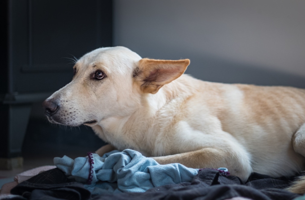 Why Do Dogs Look Away When you Talk to Them?